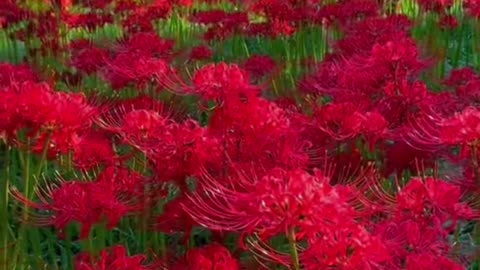 Show you the beautiful blue flowers and red flowers