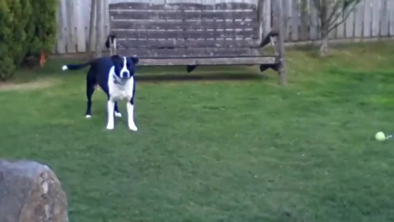 Dog playing with stuffed bunny