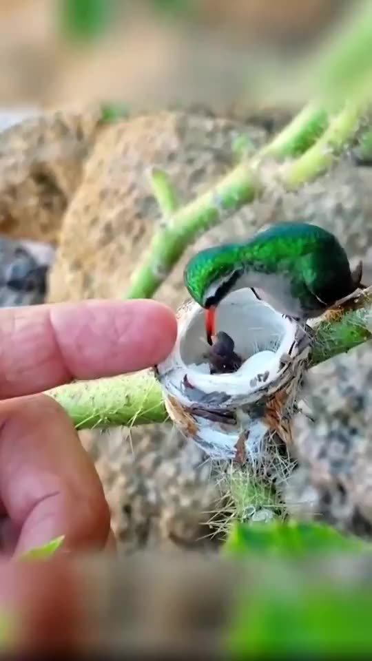 Mom and Baby Hummingbird