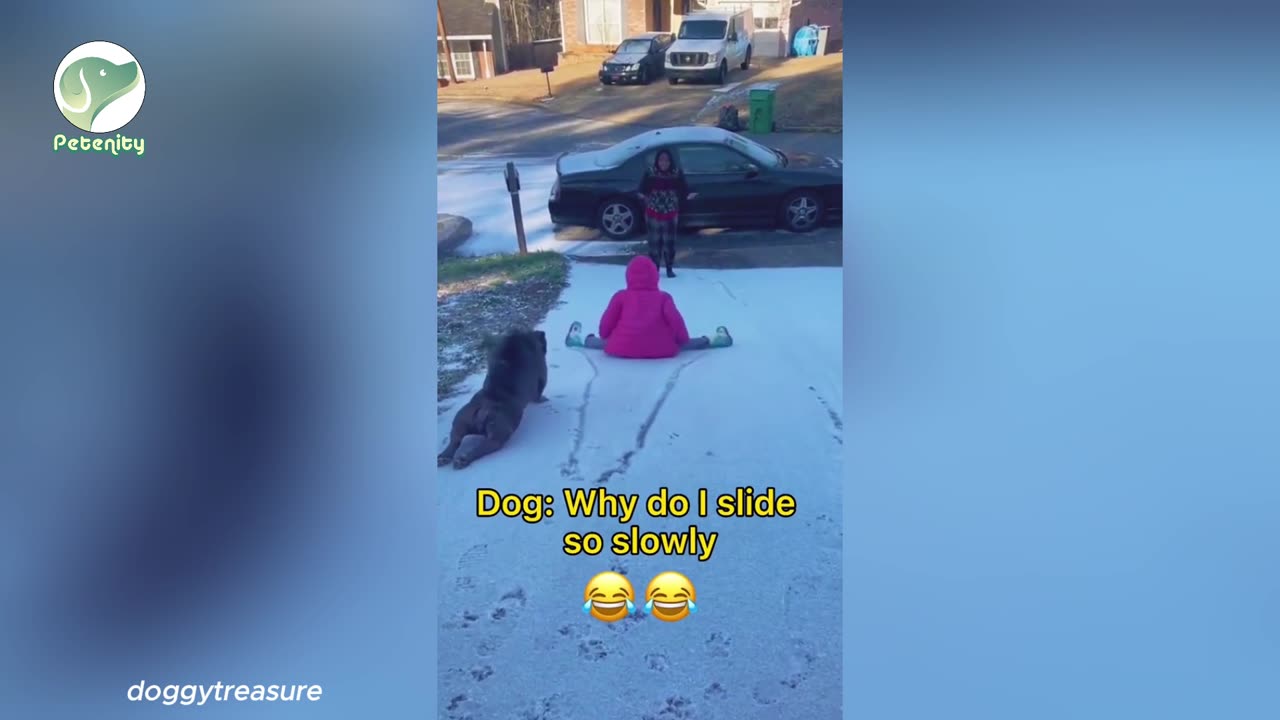Just when you thought they couldn't get any cuter, our pets prove us wrong! 😂🐾 #FunnyPets #PetFails