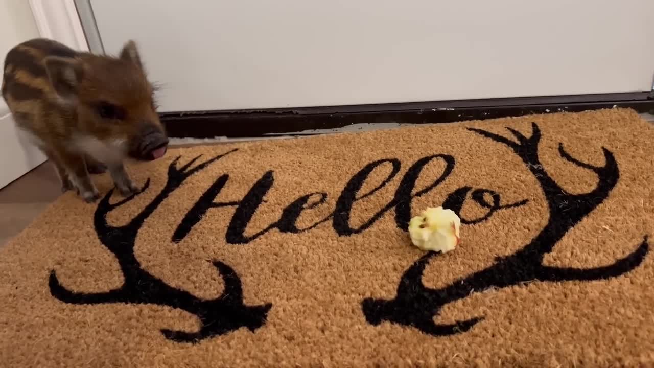 Capybara vs Piglet (Quandale Dingle Dies)2