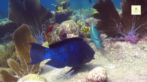 Various animals and plants grow under the sea01🐋🐳🌊🪼🌊