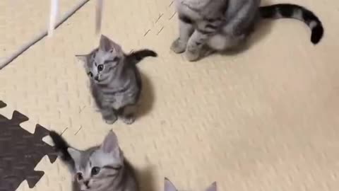 Funny catcat