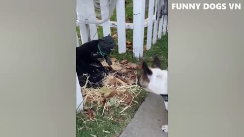 Funniest Animals Video - Funny Dogs And Cats