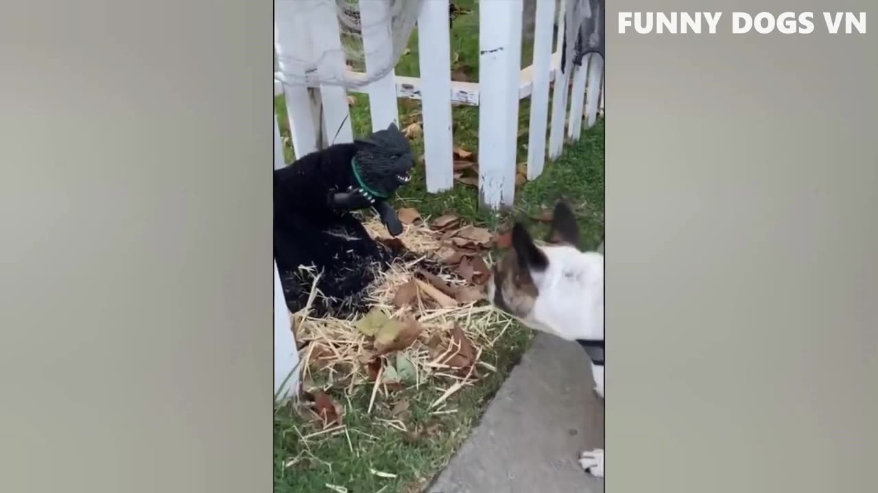 Funniest Animals Video - Funny Dogs And Cats
