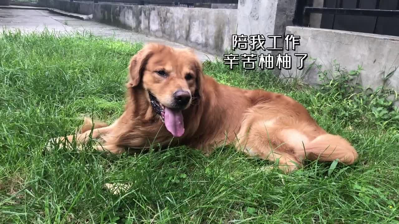 The way to make dogs obedient without training them