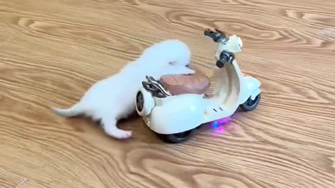 Cute dogy ride a bike