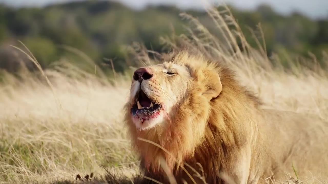 Male Lion Roaring