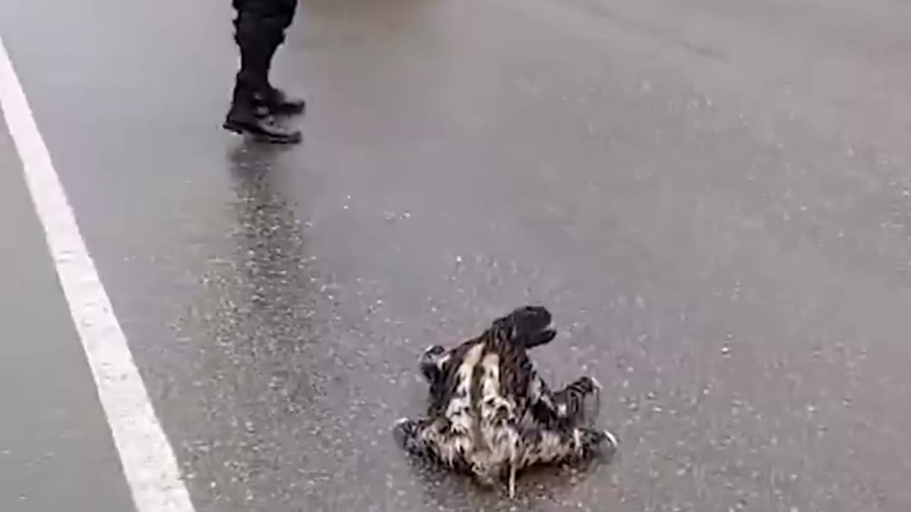 Police rescue sloth on the road