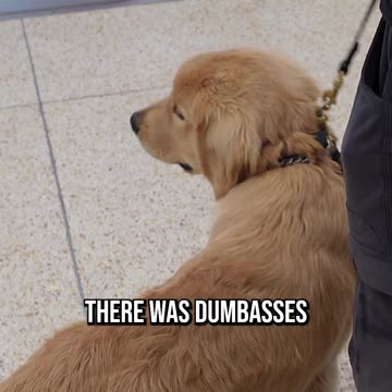 We’re in an Airport, Not a Dog Park