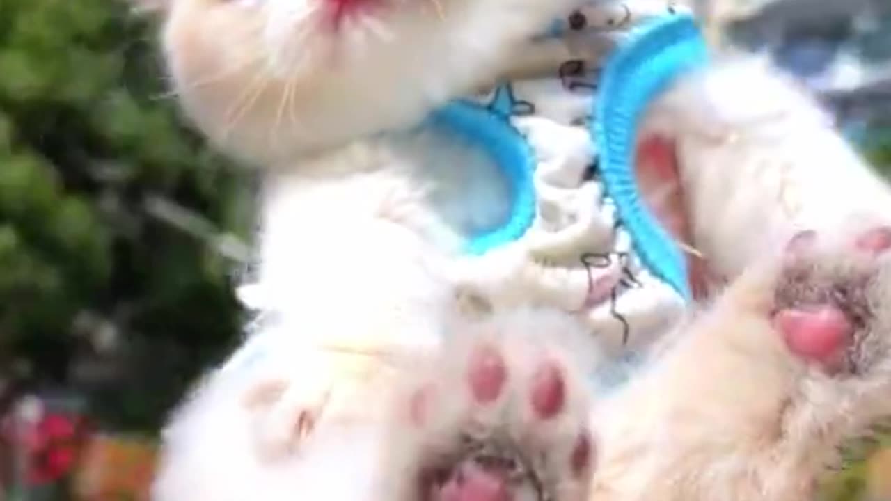 So so so Cute 🥰 | Baby Cat 🥰 | funny pets | PetPulseTV