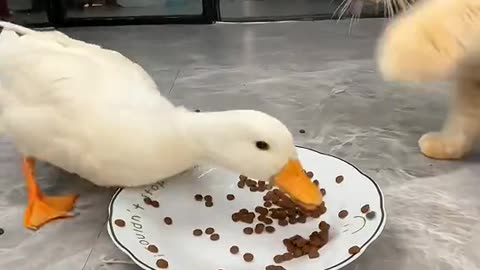 Viral video cat & duck