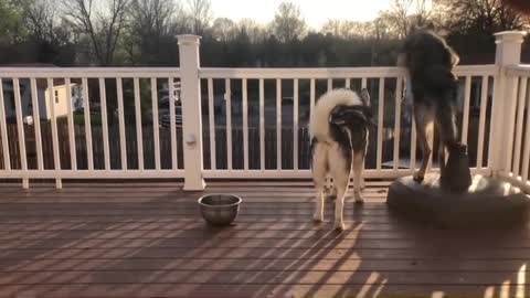 How To Eavesdrop - Ft. Wolf Dog & Husky