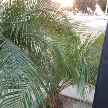 Palm Tree Growing Out of Shape