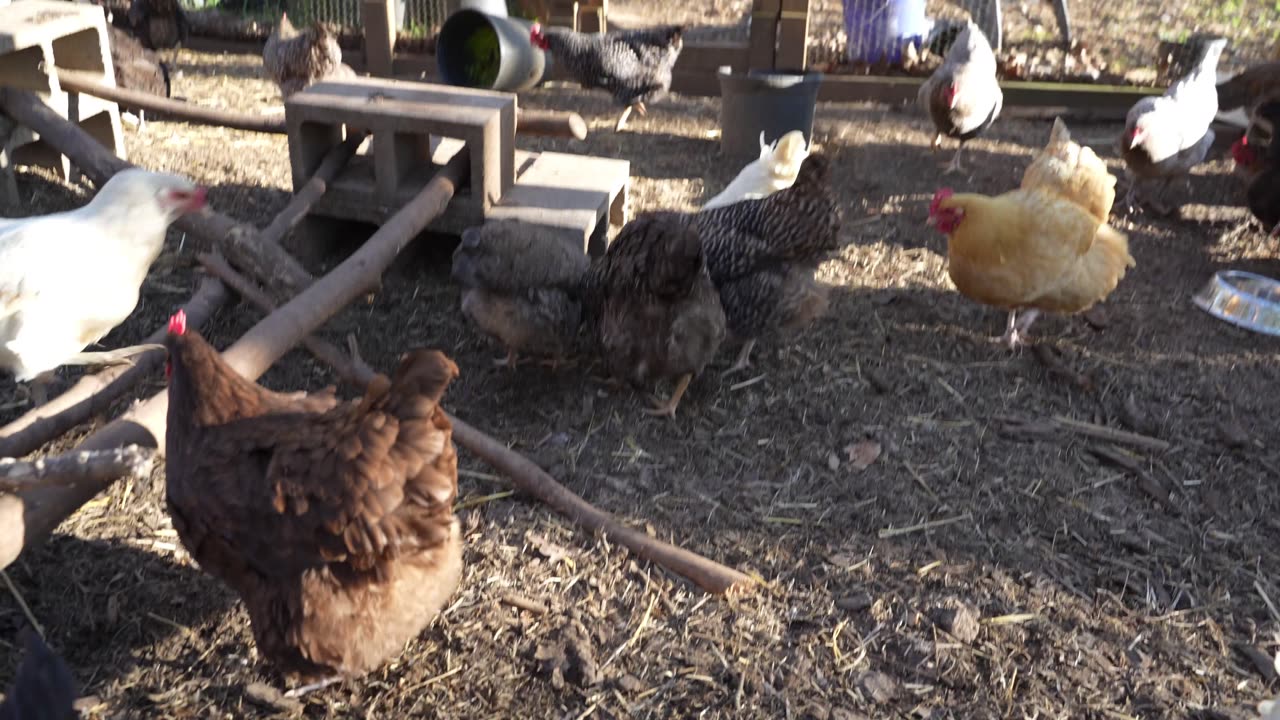 Chickens said they wanted Taco Bell. I delivered. Was it what they expected?