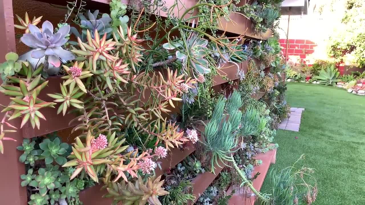 Garden Tour (outdoor succulent garden in California)