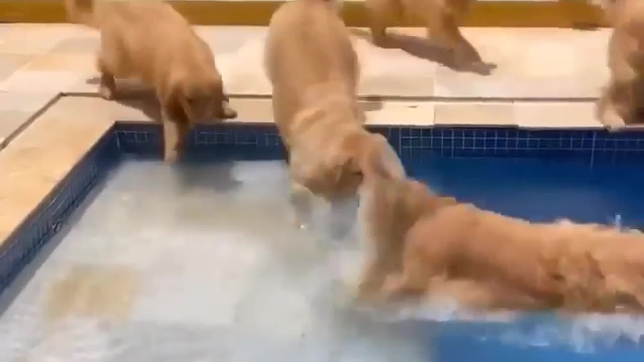 Swimming dogs