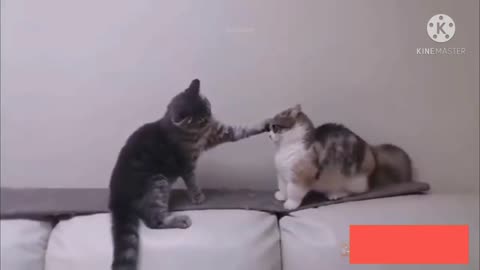 Smart Kitten playing with the owner