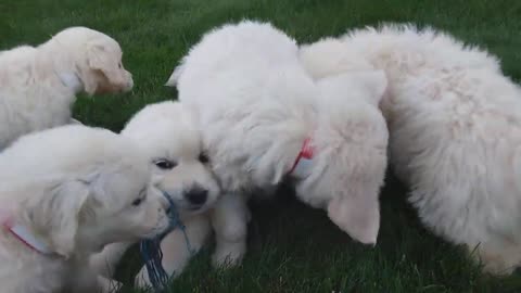 willows puppies