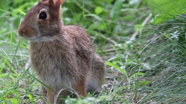 wild rabbit looking for food