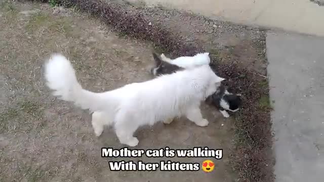 White Cat Protecting Her Kittens