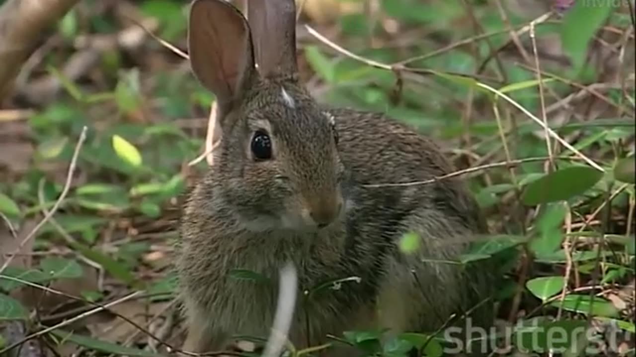 Discover the Fascinating World of Rabbits Beyond Cuteness