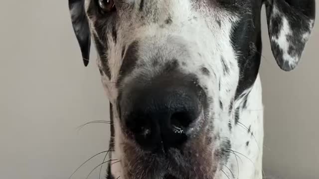 THE GREAT DANE Dog Video 75 - Great Dane Compilation - Tallest Dog in The World