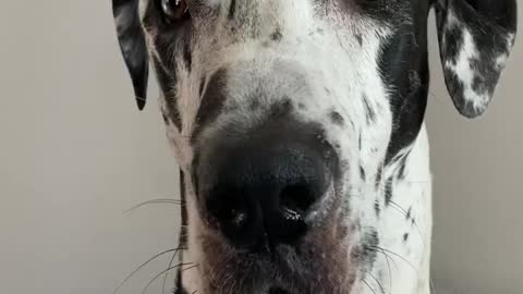 THE GREAT DANE Dog Video 75 - Great Dane Compilation - Tallest Dog in The World