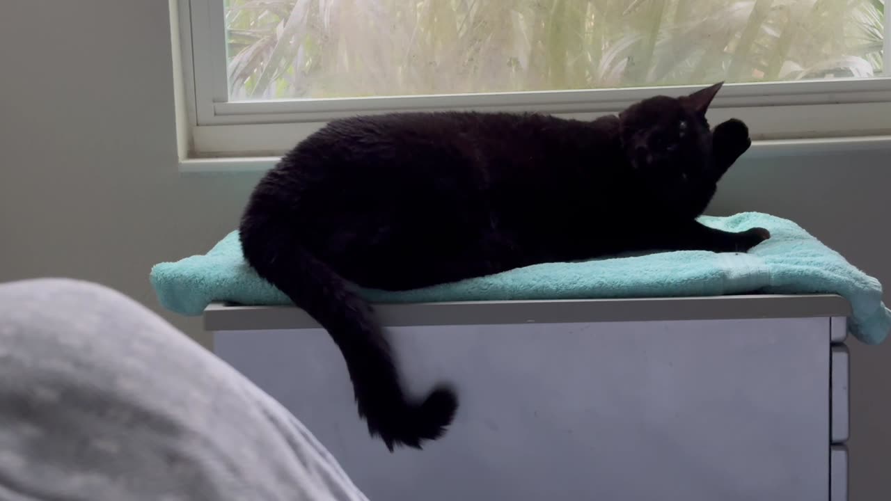 Cute Precious Piper Has a Tail That Seems to Defy Gravity - Adopting a Cat from a Shelter Vlog