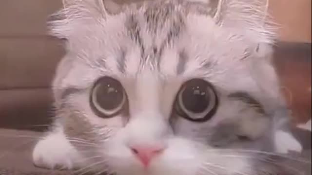 Wow, what a cute little cat !