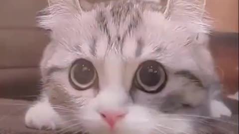 Wow, what a cute little cat !
