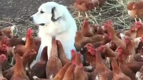 Funny animal videos|Cute animal videos |Funny dog&cat videos|Hilarious pet videos|Funny video
