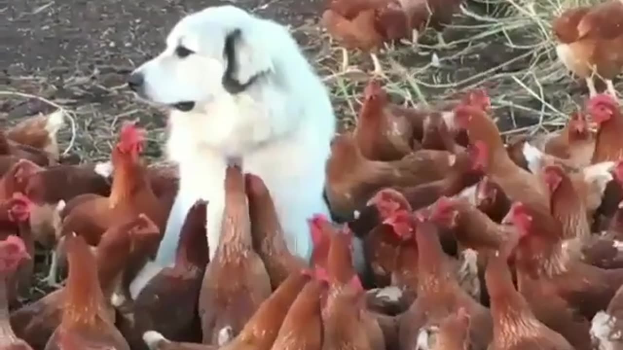 Funny animal videos|Cute animal videos |Funny dog&cat videos|Hilarious pet videos|Funny video
