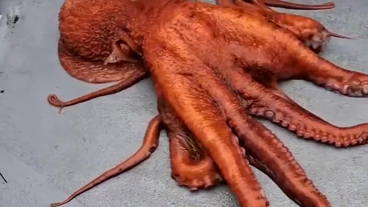 Are Octopuses Actually Aliens 👽 #octopus #ocean #aliens #factsoflife #factsdaily #fypシ