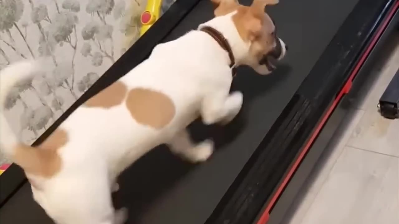 My Dog on Treadmill