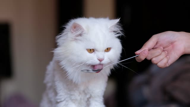 Persian cat sits eating from a spoon, licks food from a spoon