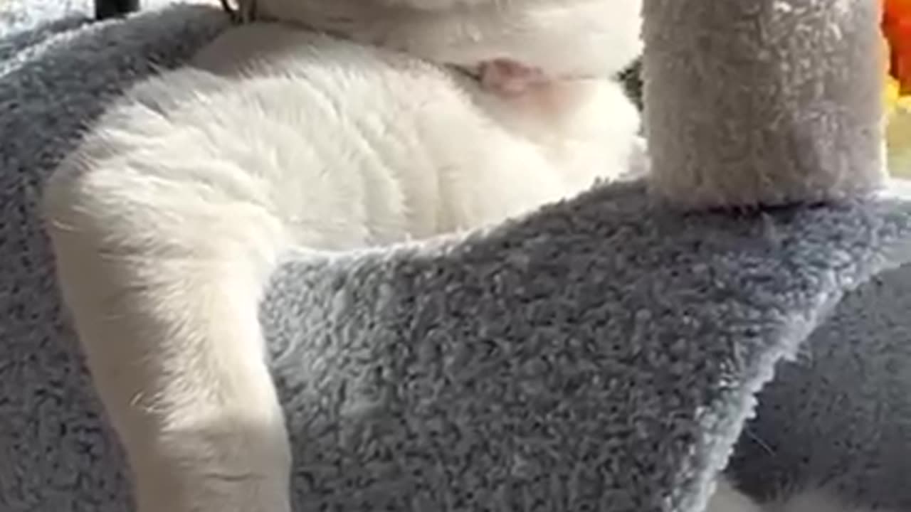 LoL super funny cat video