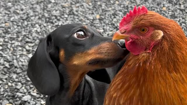 Dogs want to say, I really like you