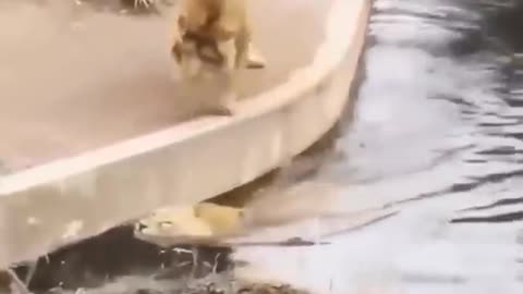 Funny Lion Video Just For Laugh