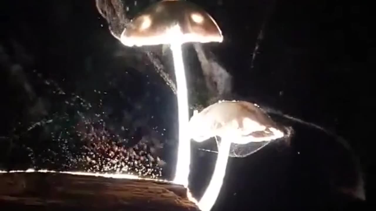 Unique Jelly Fish