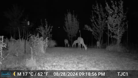 Deer Coming Into the Orchard