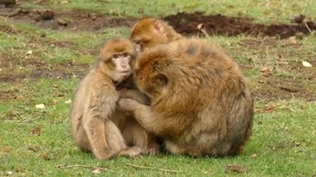 Parental love and care instinct with all creatures