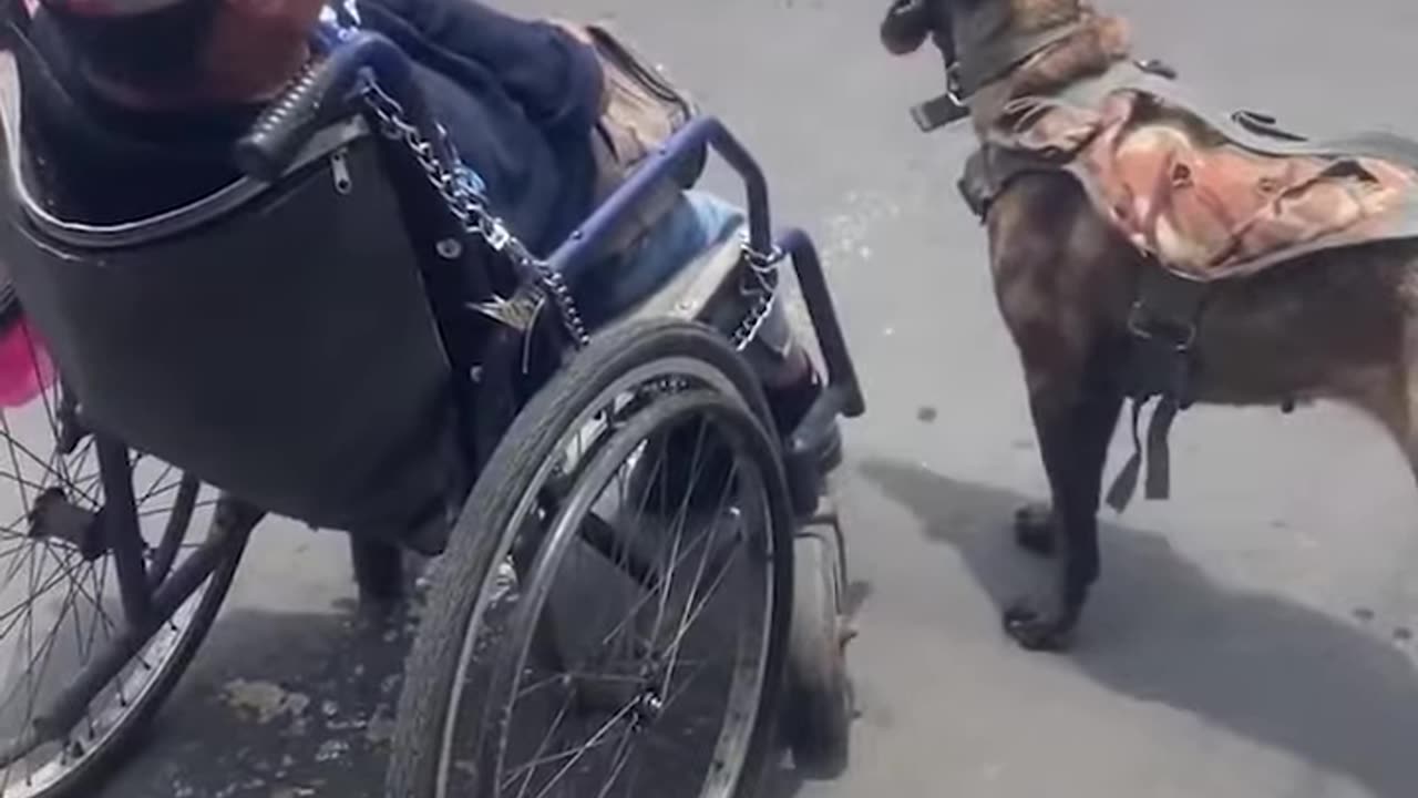 Dog Helps To Push Owner to Wheelchair