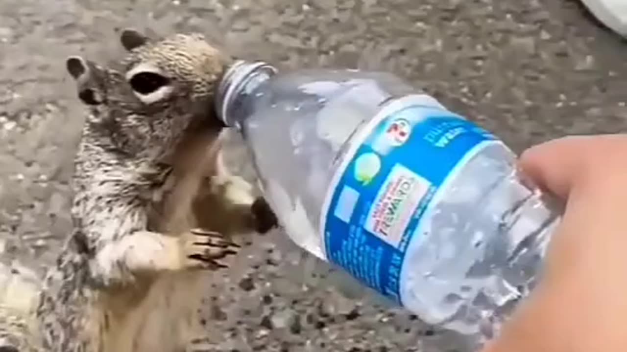 Love animals