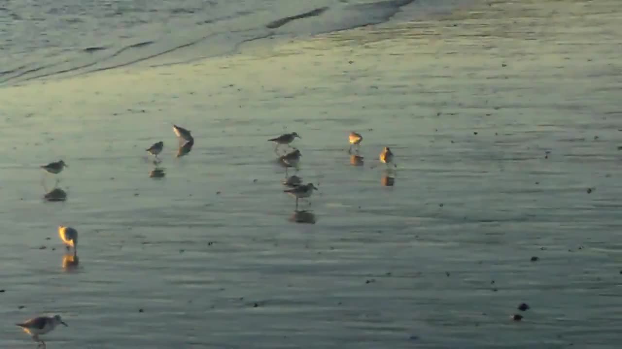 Snowy Plover Birds; at Santa Monica Beach