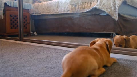 Very nice dog playing in front of a mirror