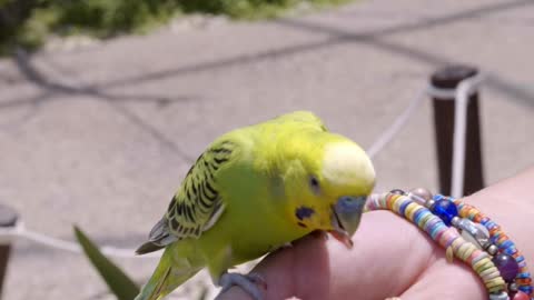 Parrot eating from the hand of its owner