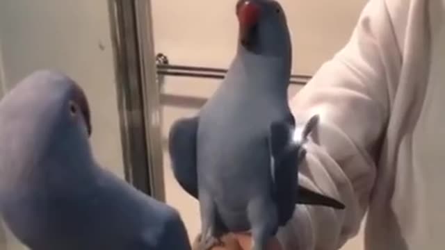 Funny Parrots Compilation