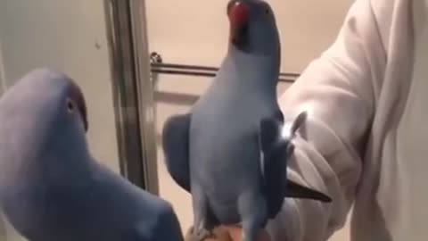 Funny Parrots Compilation