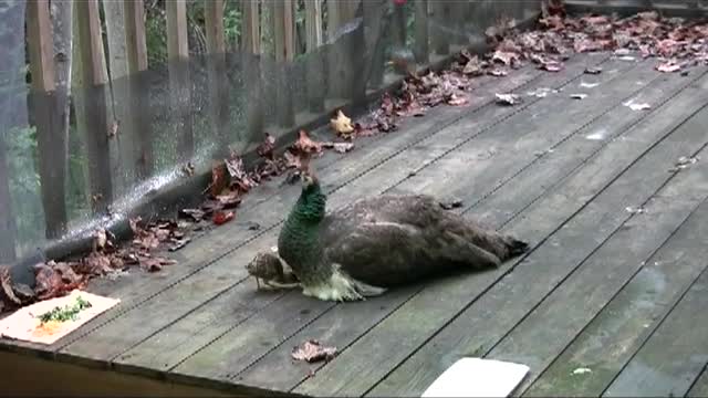 Peacock and baby peacock